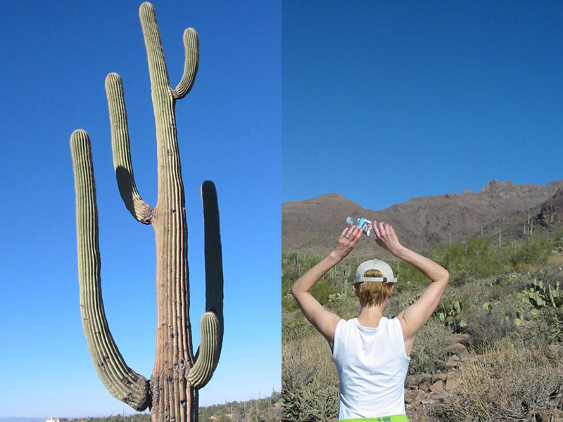 cactus pits