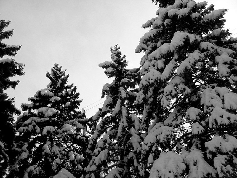 snowy pines