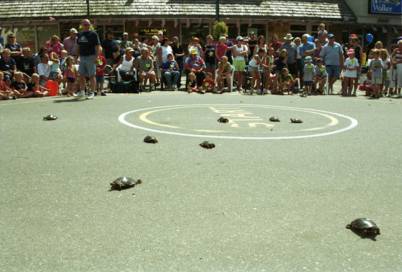 turtle race