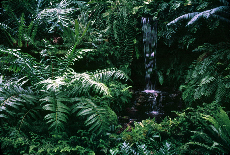 ferns and waterfall