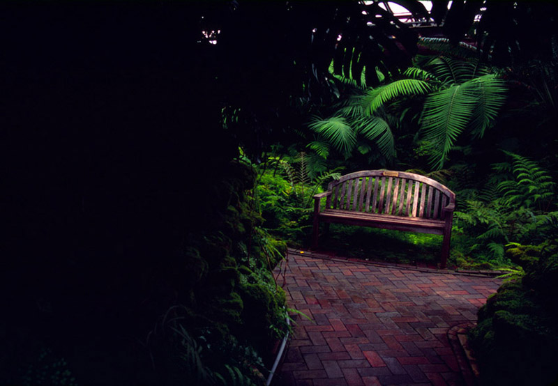 ferns and bench