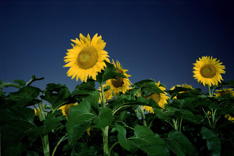 sunflowers 1