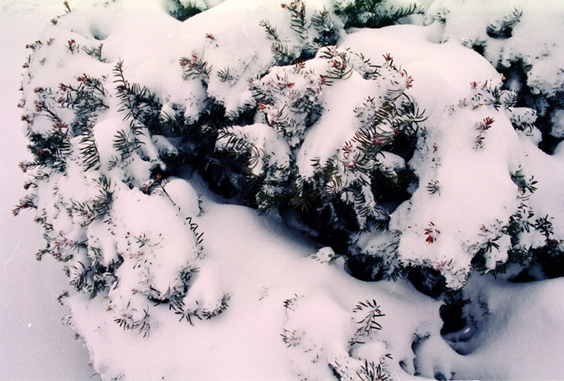 snow shrub