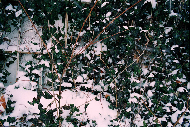 vines in the snow
