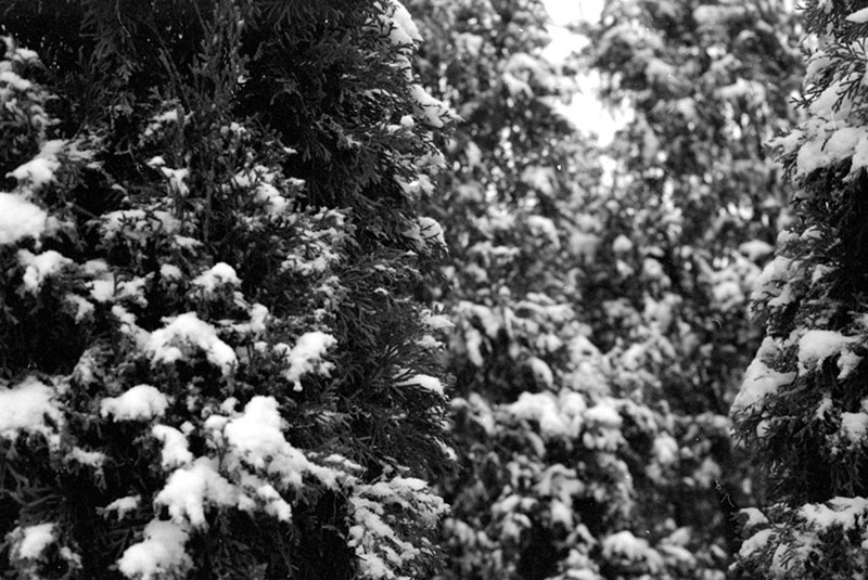 snowy pine shrubs