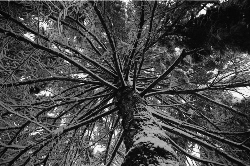 pine trunk