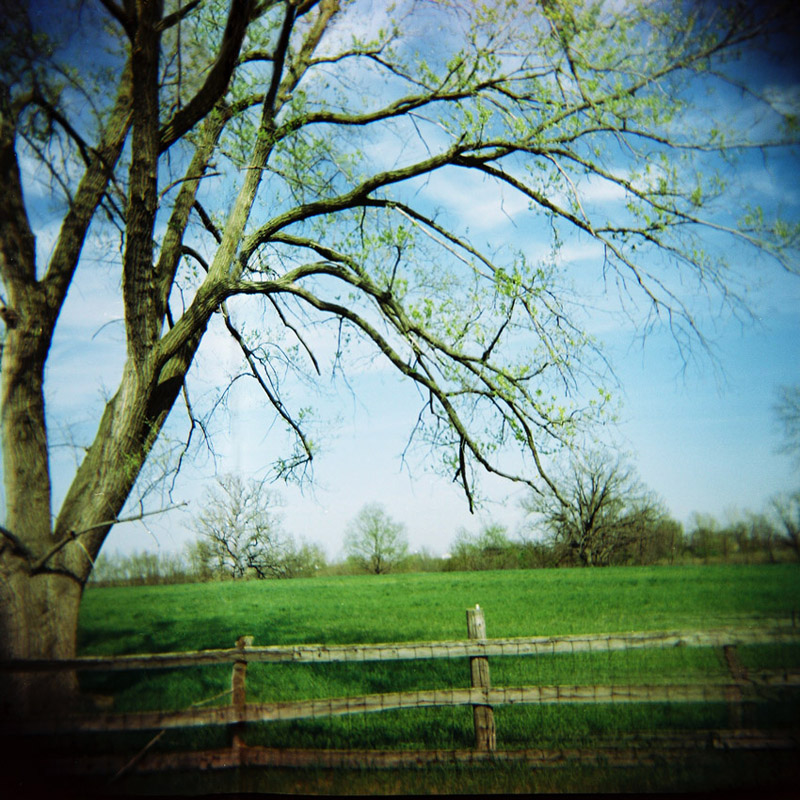 tree and fence