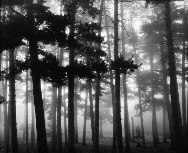 foggy forest 3