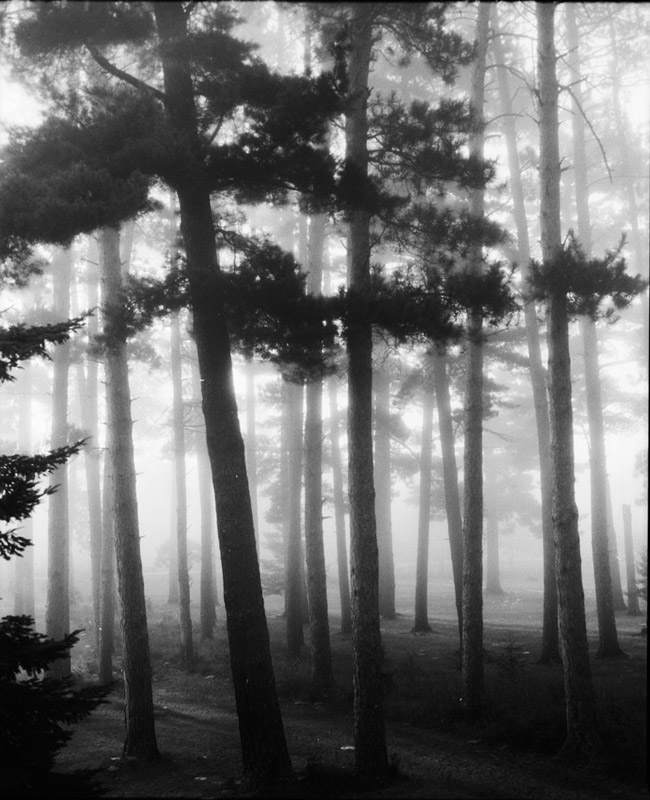 foggy forest 4
