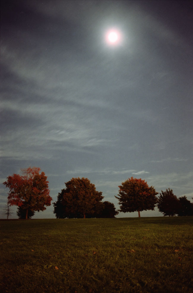 autumn trees and moon 2