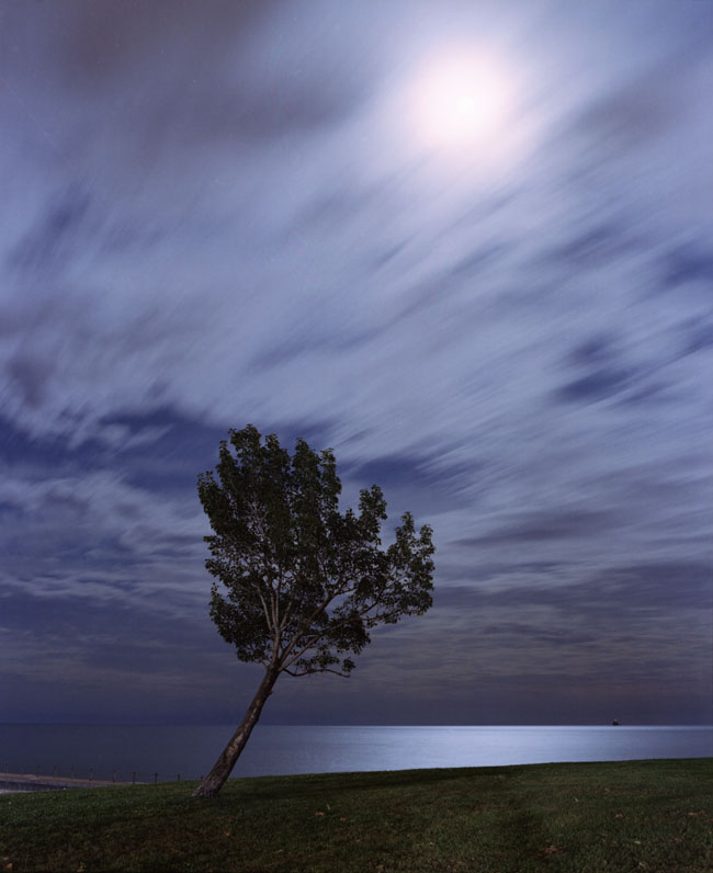 lakeshore tree and moon