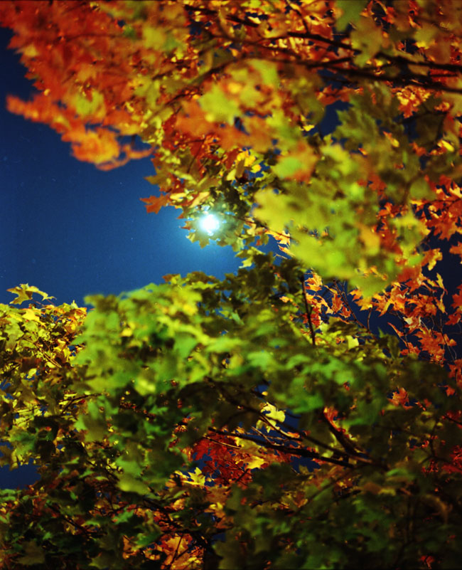 multicolored leaves and moon