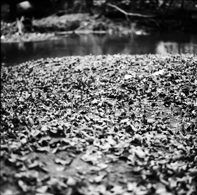 fallen leaves, chicago river