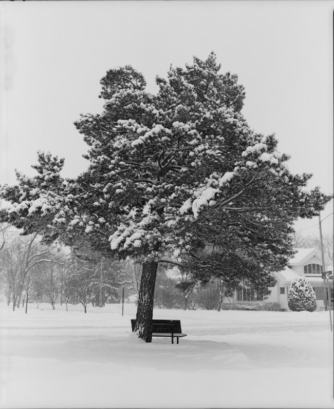tree and bench