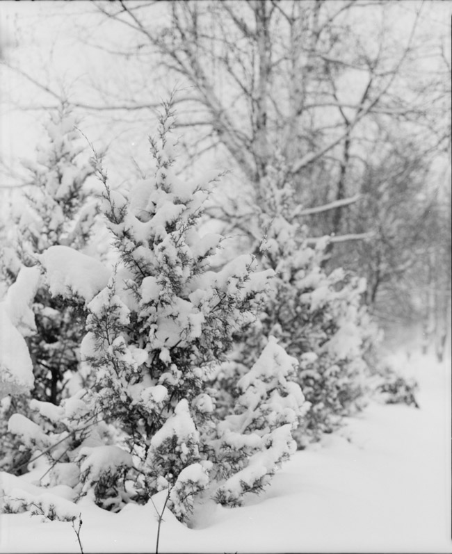 row of snowy pines