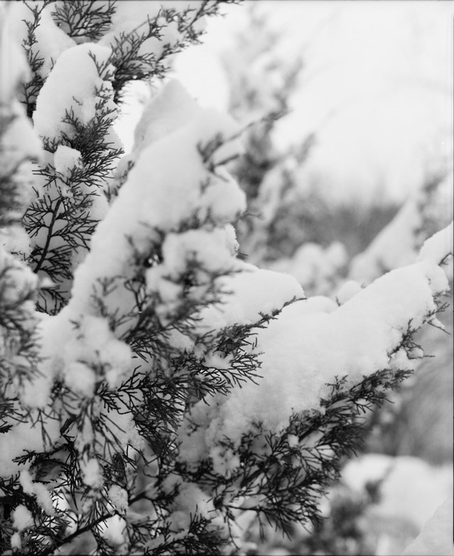 closeup of snowy pine