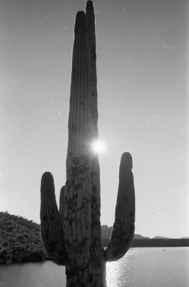 sun and cacti