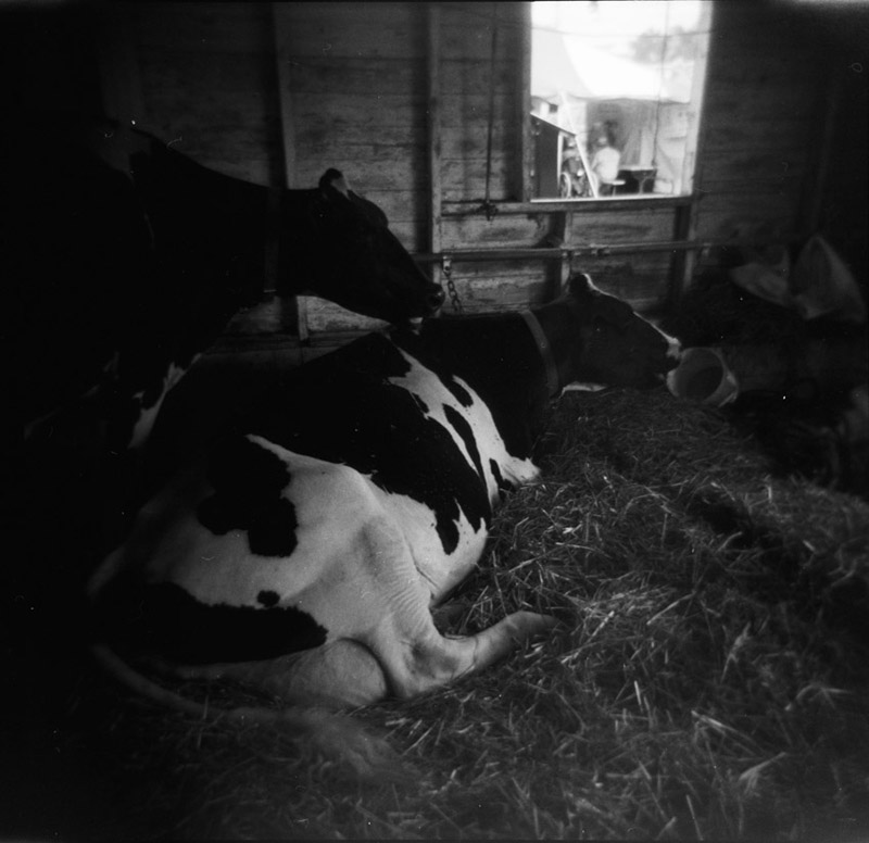 county fair cows