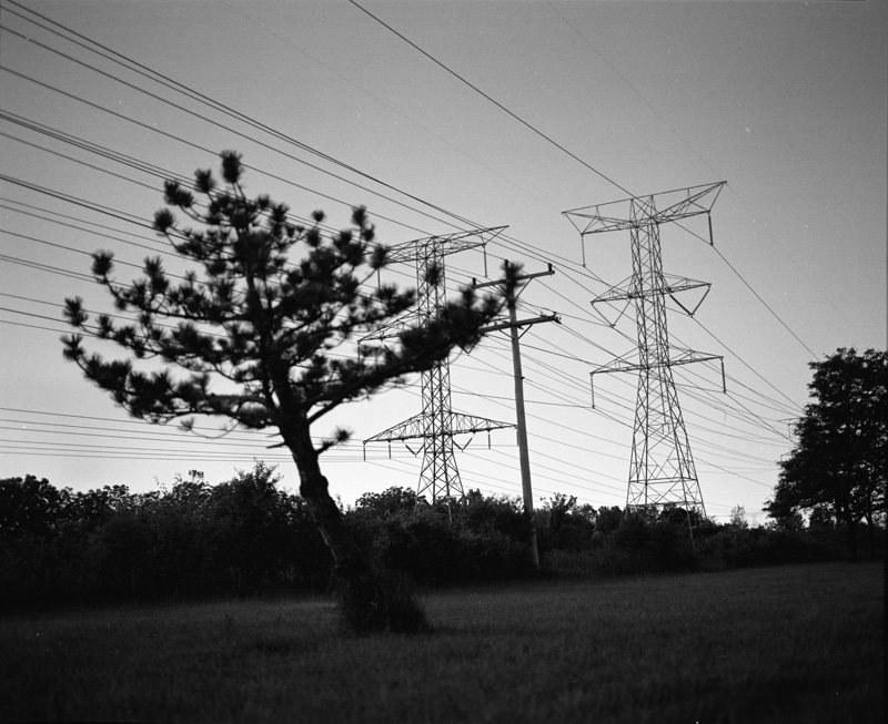 tree and power lines