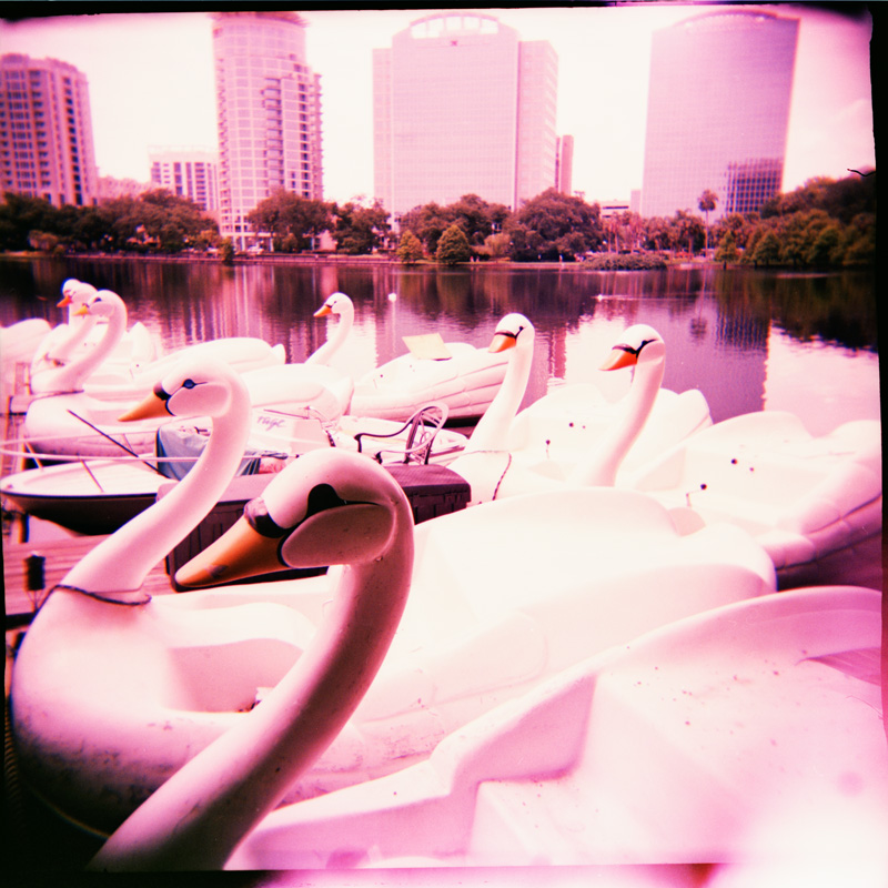 cross processed swans