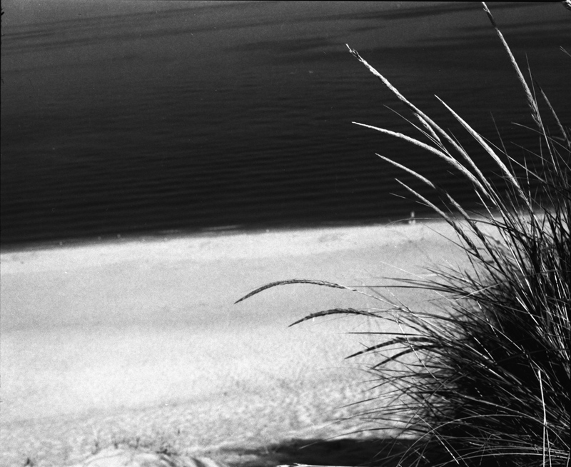 reeds, dunes, and lake michigan