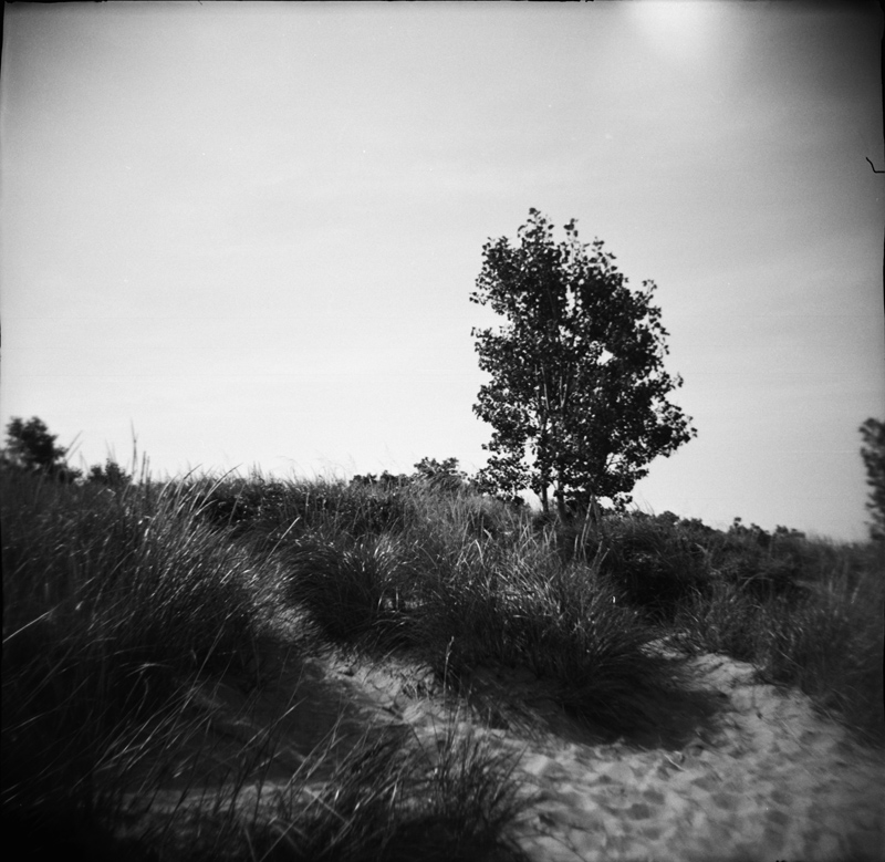 dunes and tree