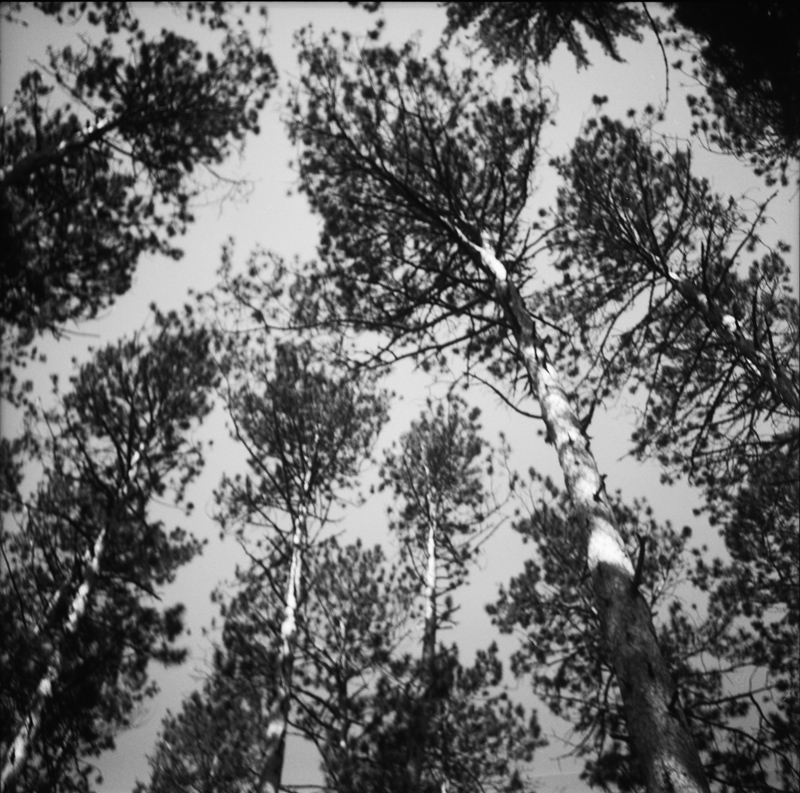 tall pines treetops