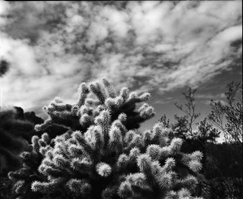 cactus and clouds