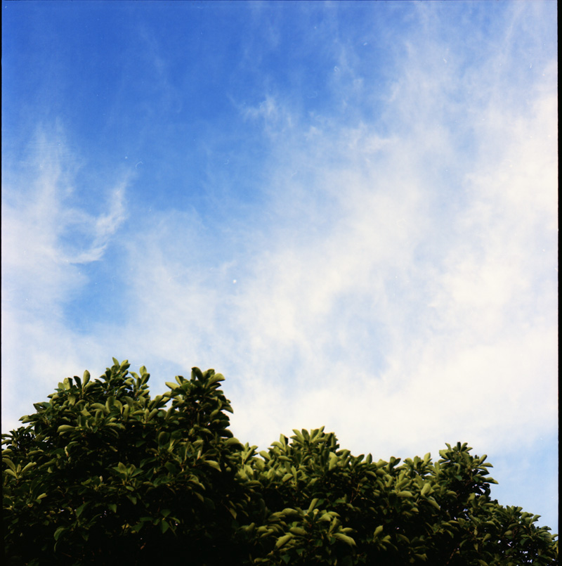 tree and clouds 2