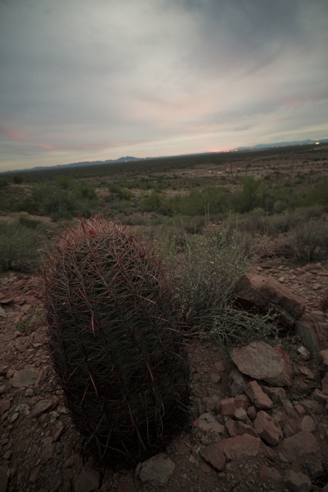 cacti and sunset 2