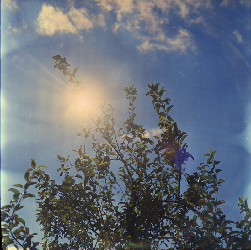 The Sun over an Apple Tree