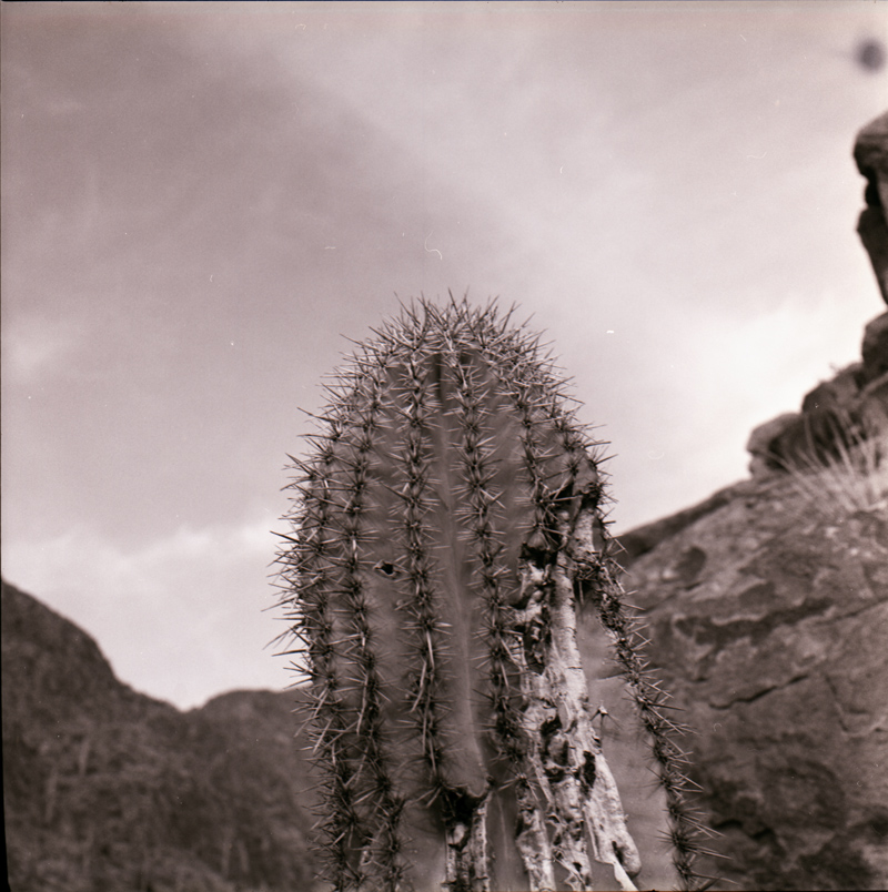 Partially Dead Cactus