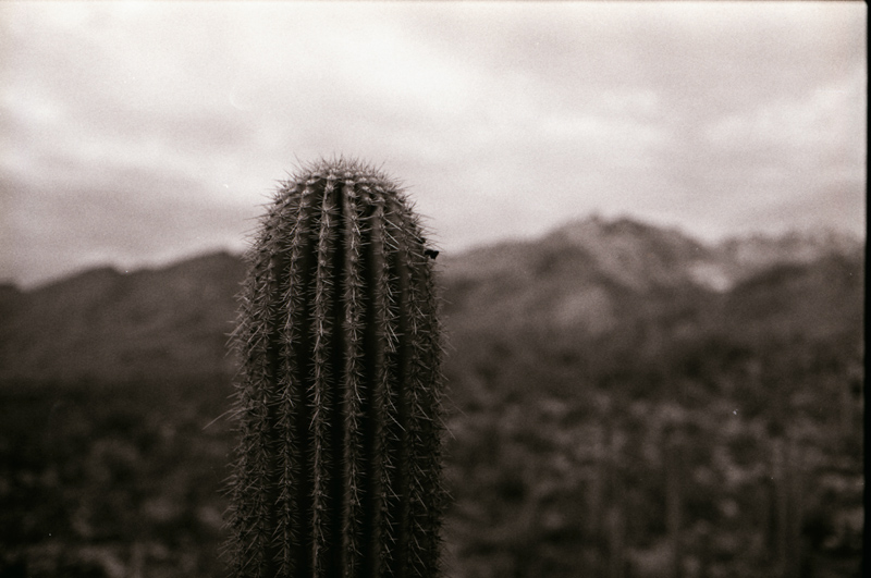 Lone Saguaro and Mountains 2