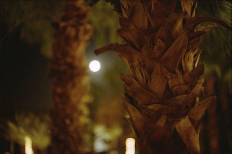 Palms and Moon 1