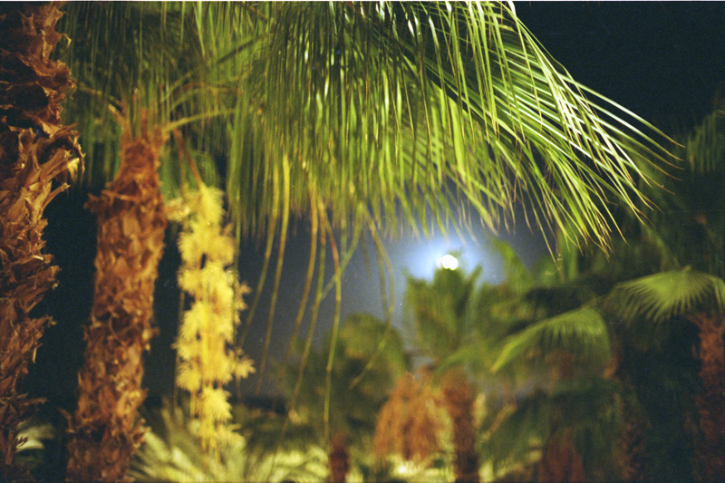 Palms and Moon 2