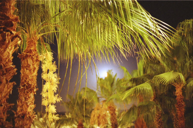 Palms and Moon 3