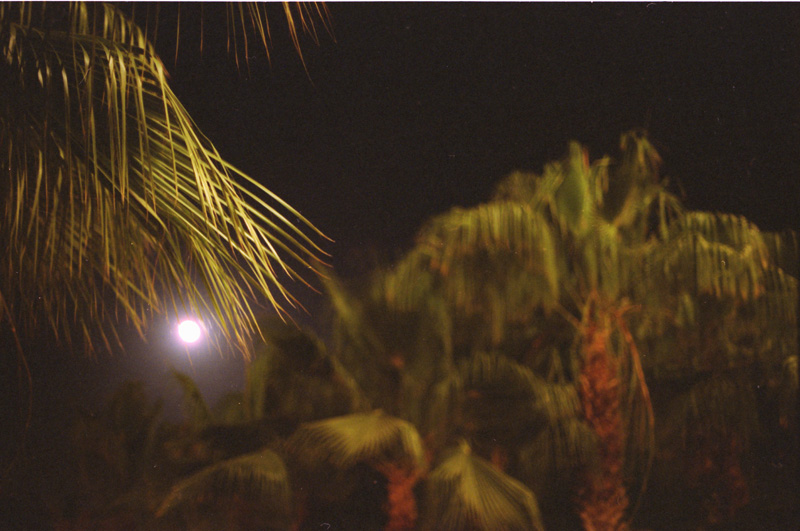 Palms and Moon 6