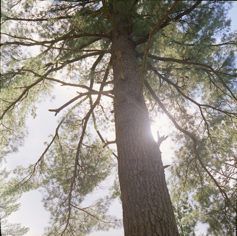 Sun Behind a Tall Pine