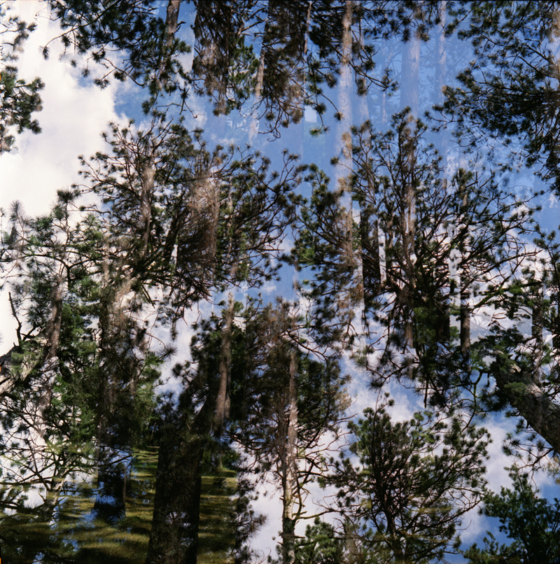 Tall Pine Double Exposure