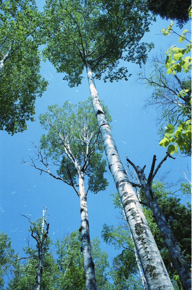 Tall Birch