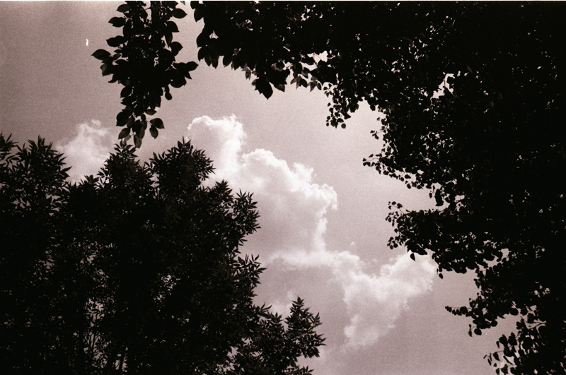 Indiana Trees and Clouds 1
