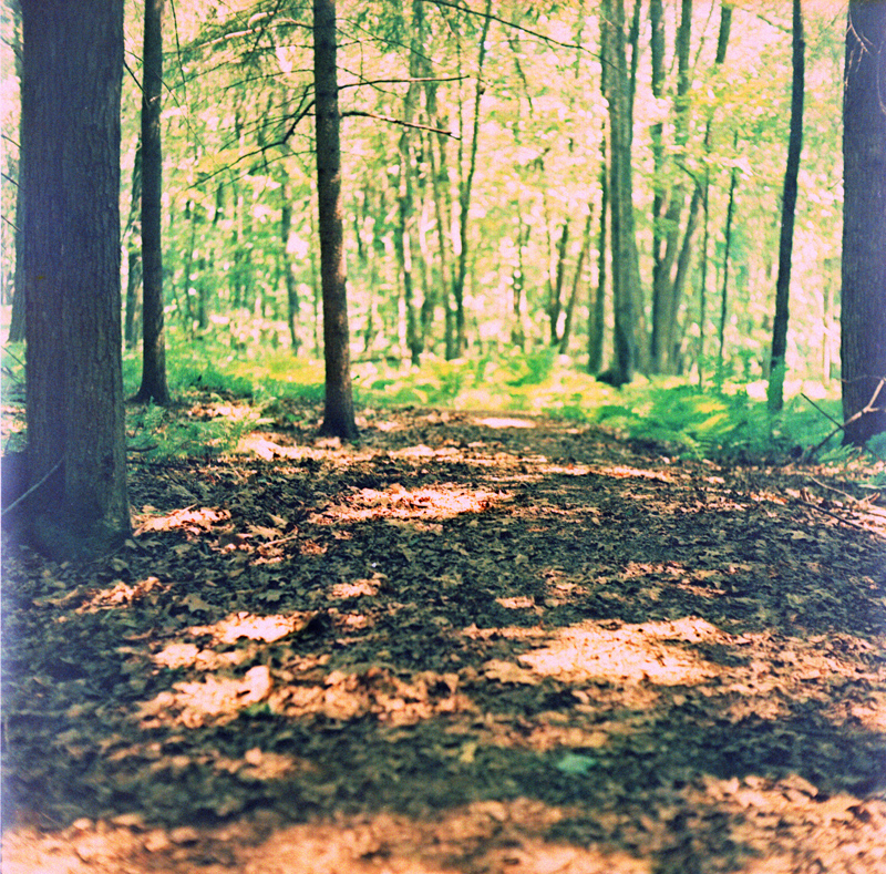 Cross-Processed Forest 2