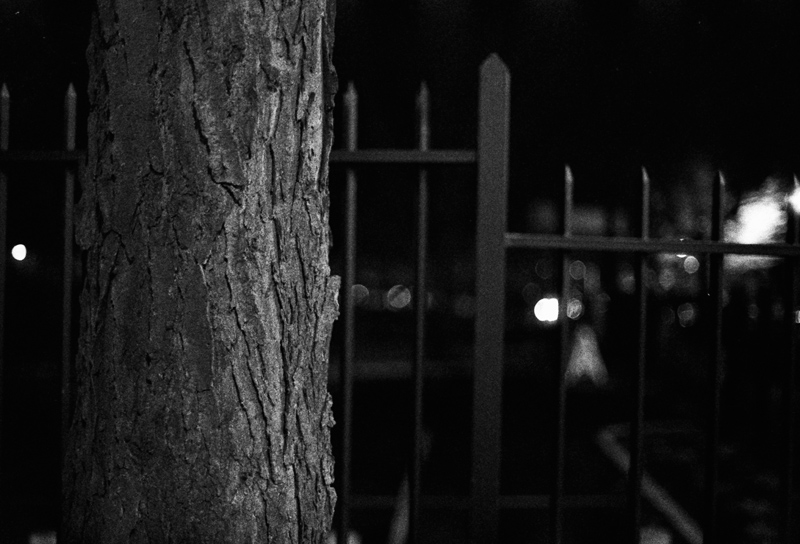 Tree and Fence at Night