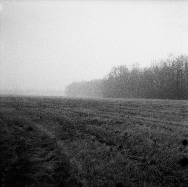 Grainy Foggy Field