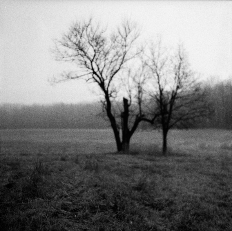 Out of Focus Trees