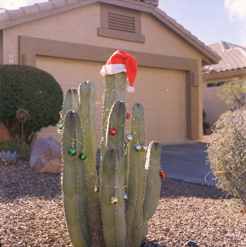 Santa Cactus