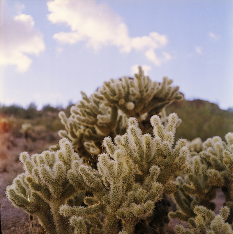 Cacti in the Superstition Mountains 1