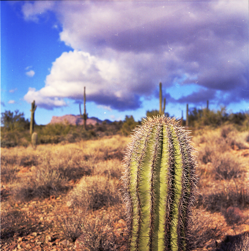 Cacti in the Superstition Mountains 4