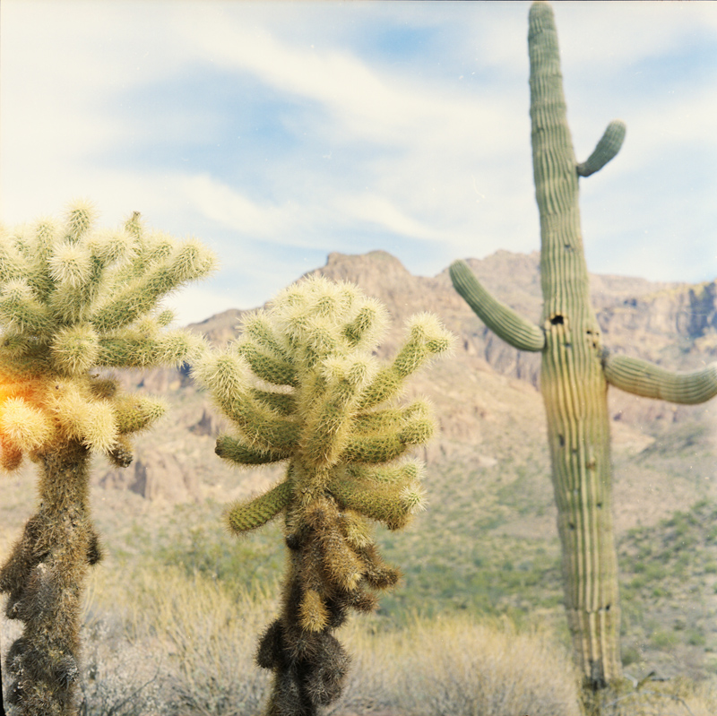 Cacti in the Superstition Mountains 5