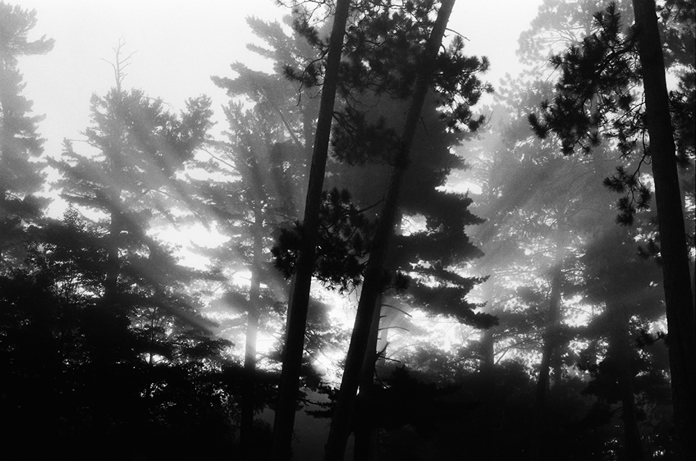 Fog Through the Trees